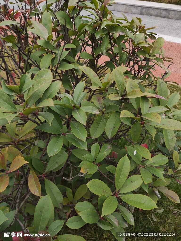 绿叶繁茂的植物景观