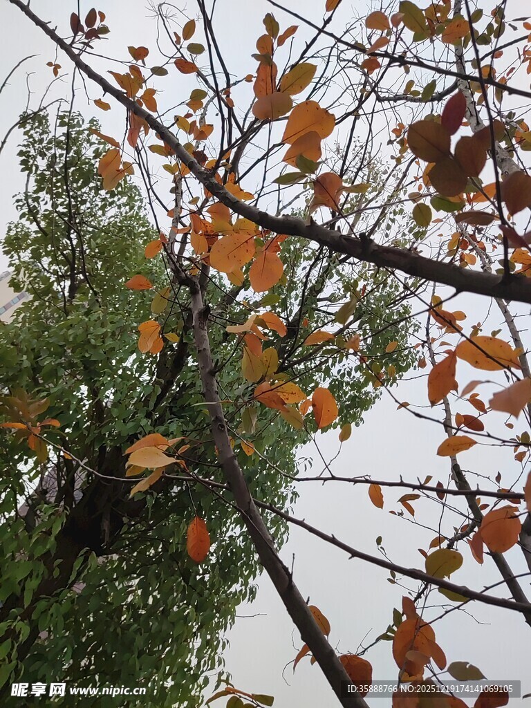 秋日枝头红叶与绿叶