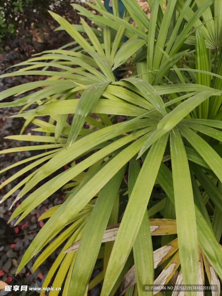 翠绿细长叶片的植物
