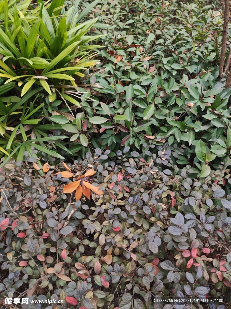 多彩植物景观
