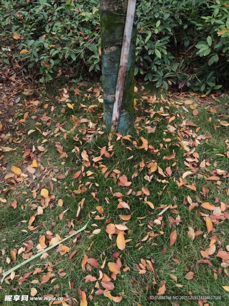 树下落叶与园艺工具场景