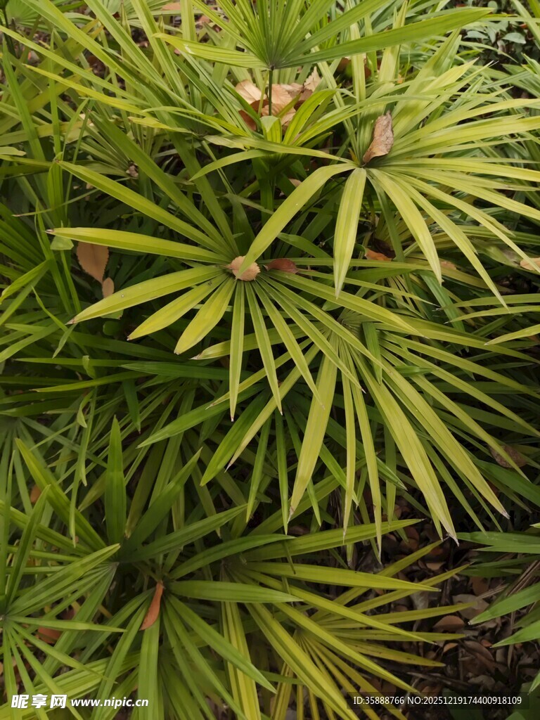 翠绿棕竹叶片特写