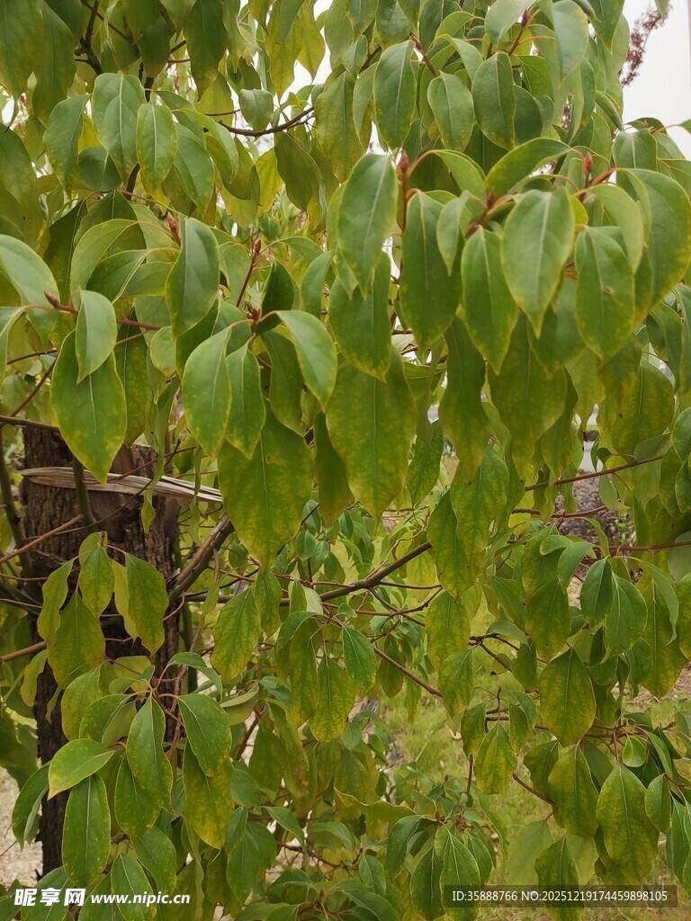 绿叶繁茂的树木景象