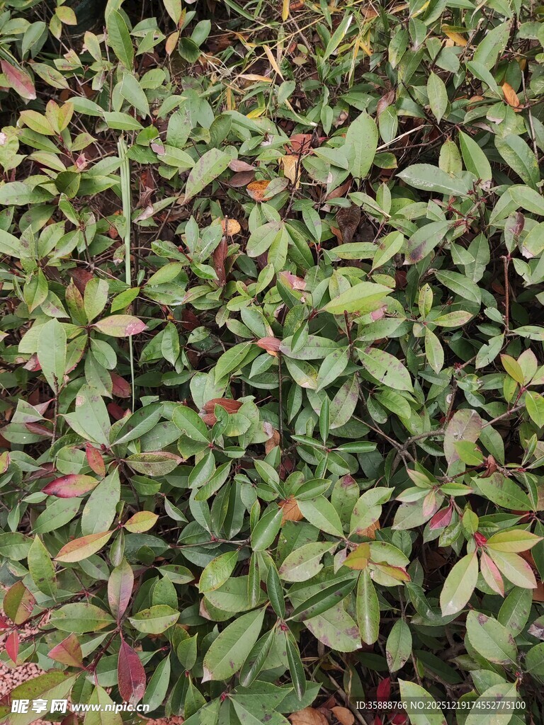 绿叶植物特写