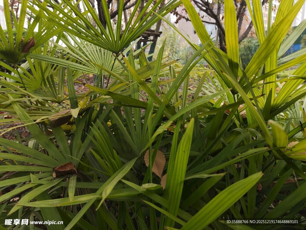 翠绿繁茂的植物景观