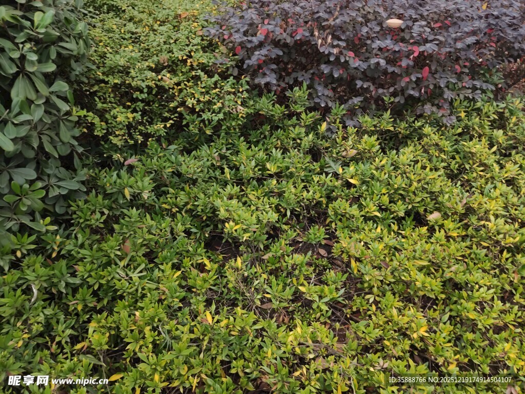 翠绿繁茂的地面绿植景观