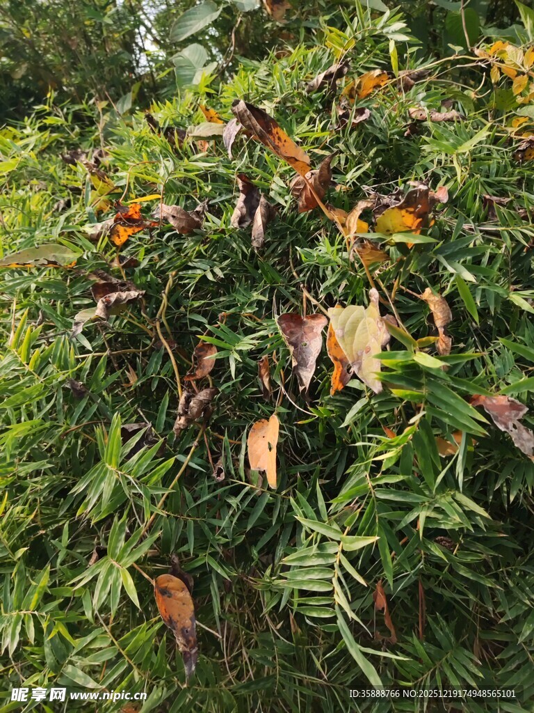 枝叶间的多彩叶片