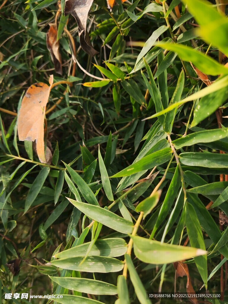 翠绿繁茂的植物枝叶