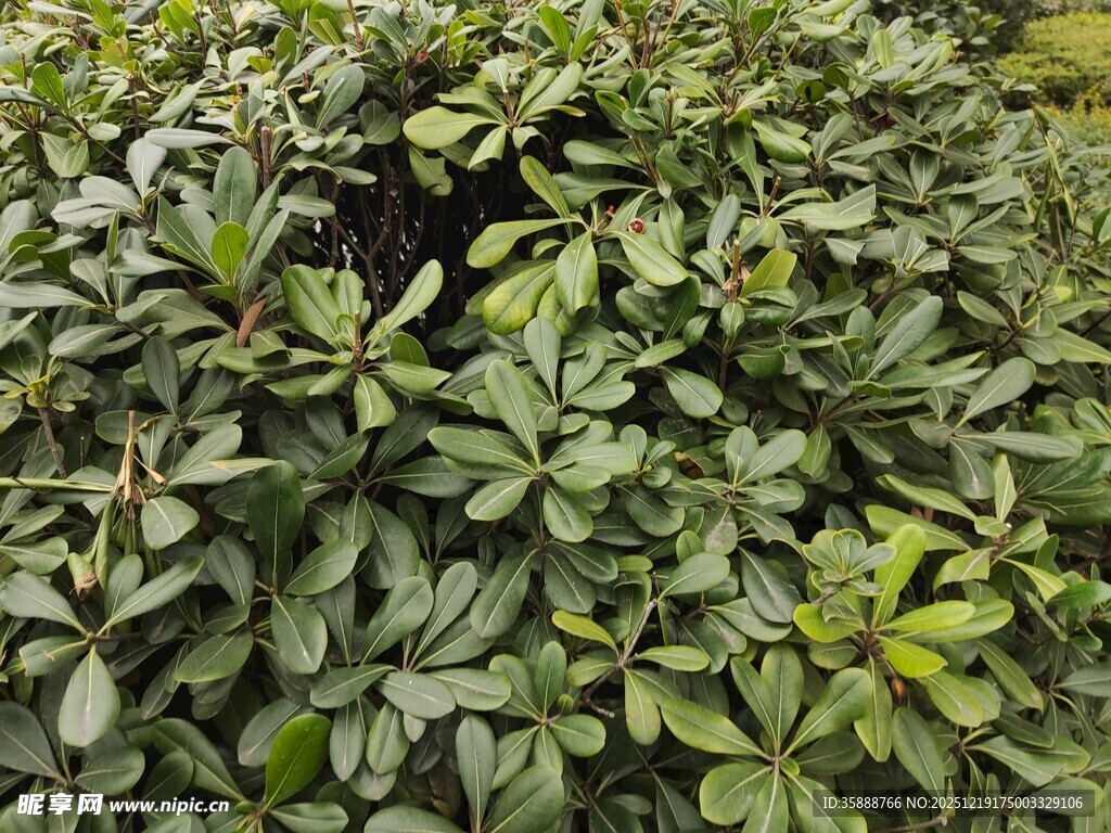 绿叶繁茂的灌木丛