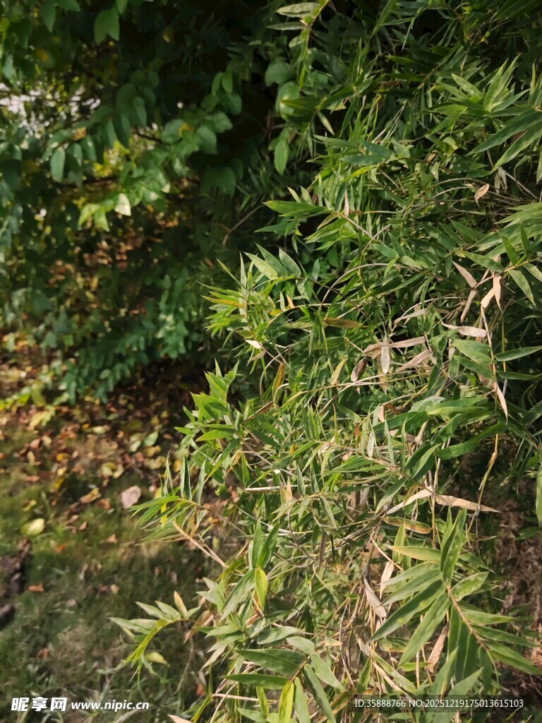 绿叶繁茂的植物景象