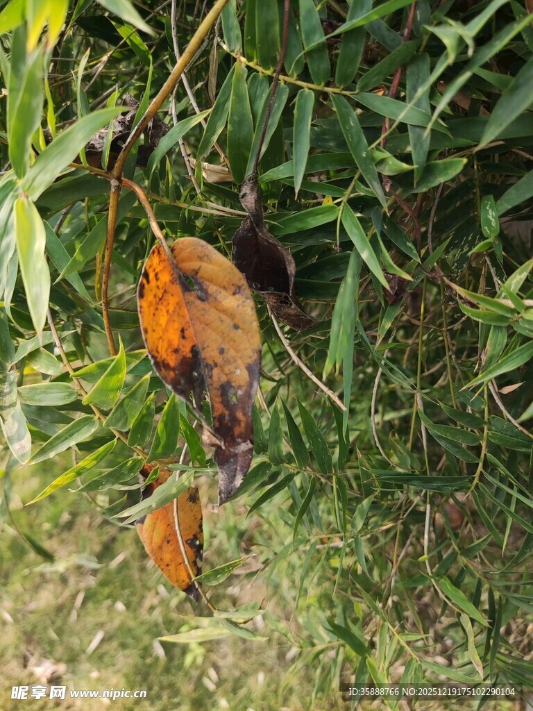 树枝上的多彩鸟儿