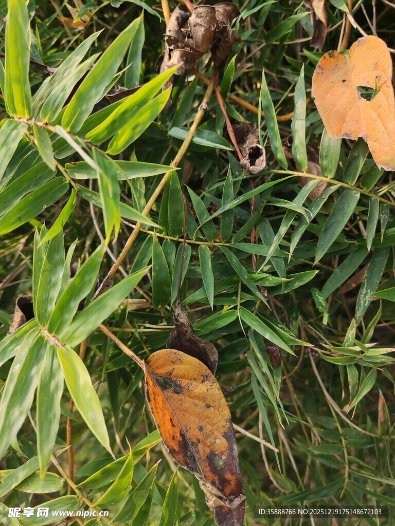 绿叶间的枯黄叶片