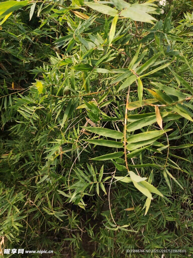 翠绿繁茂的植物景观