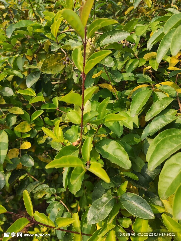 翠绿繁茂的植物枝叶