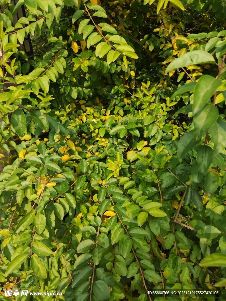 茂密绿植生机盎然