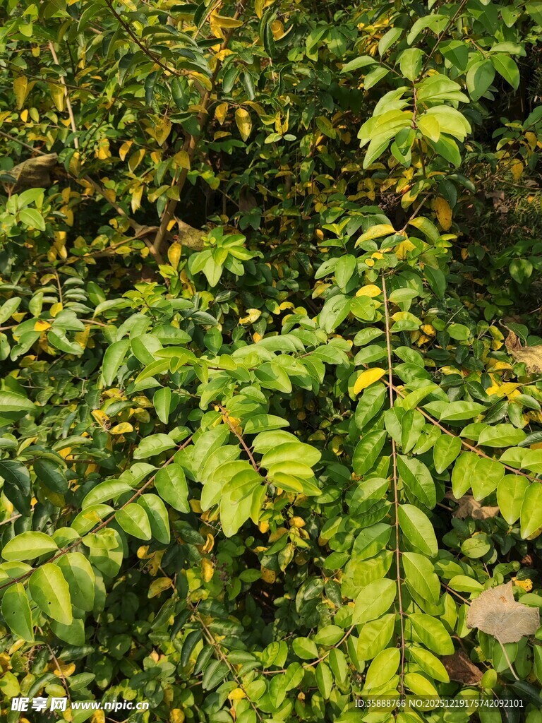 翠绿繁茂的植物枝叶