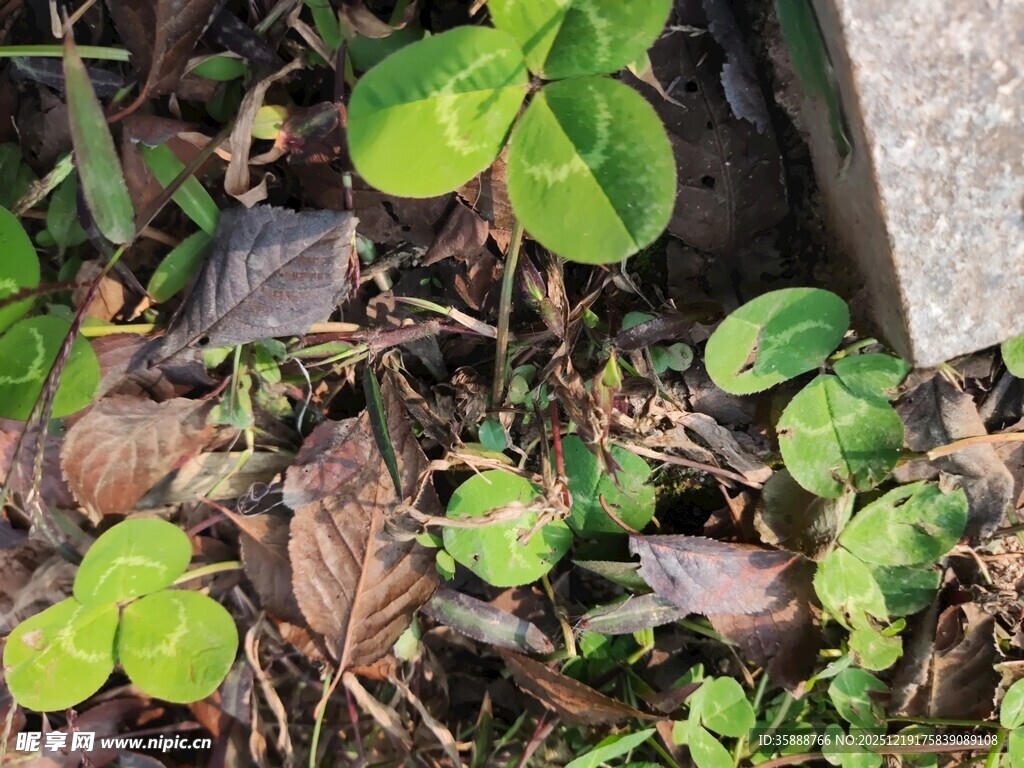 墙角生长的嫩绿三叶草