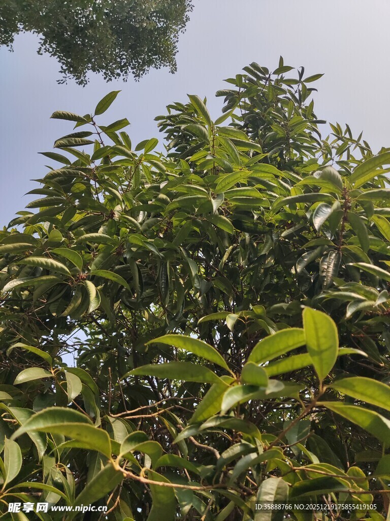 繁茂绿叶的高大树木