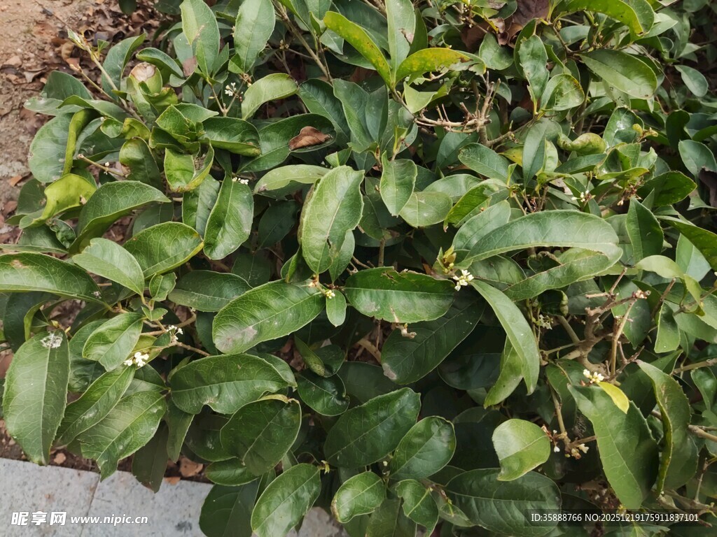 绿叶植物近景特写