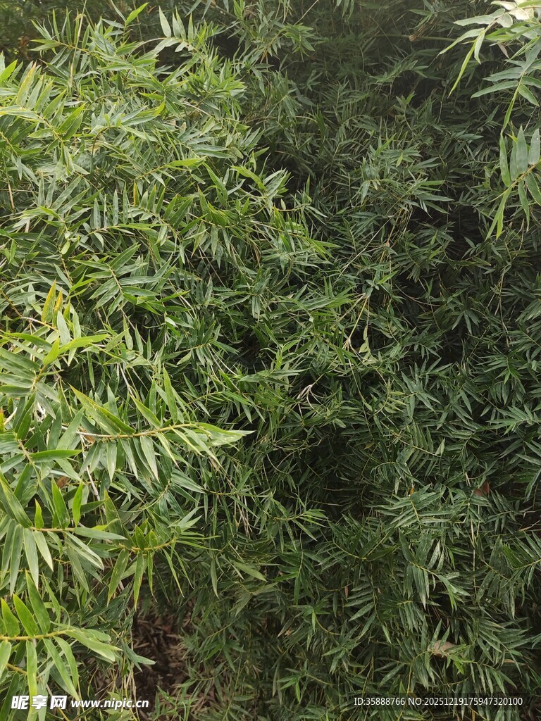 茂密翠绿的竹叶景观