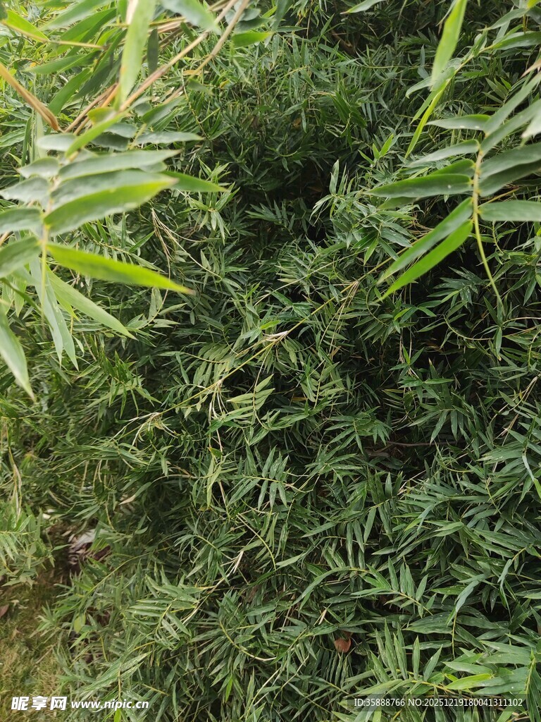 翠绿繁茂的丛生植物