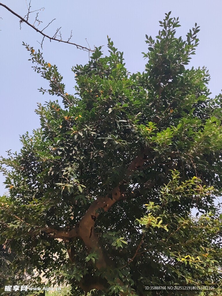 茂盛绿树展现自然生机