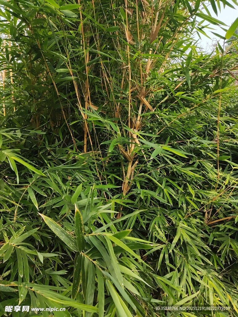 翠绿竹林生机勃勃景象
