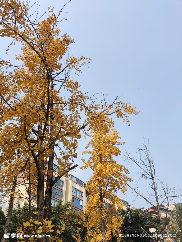 秋日金黄银杏树美景