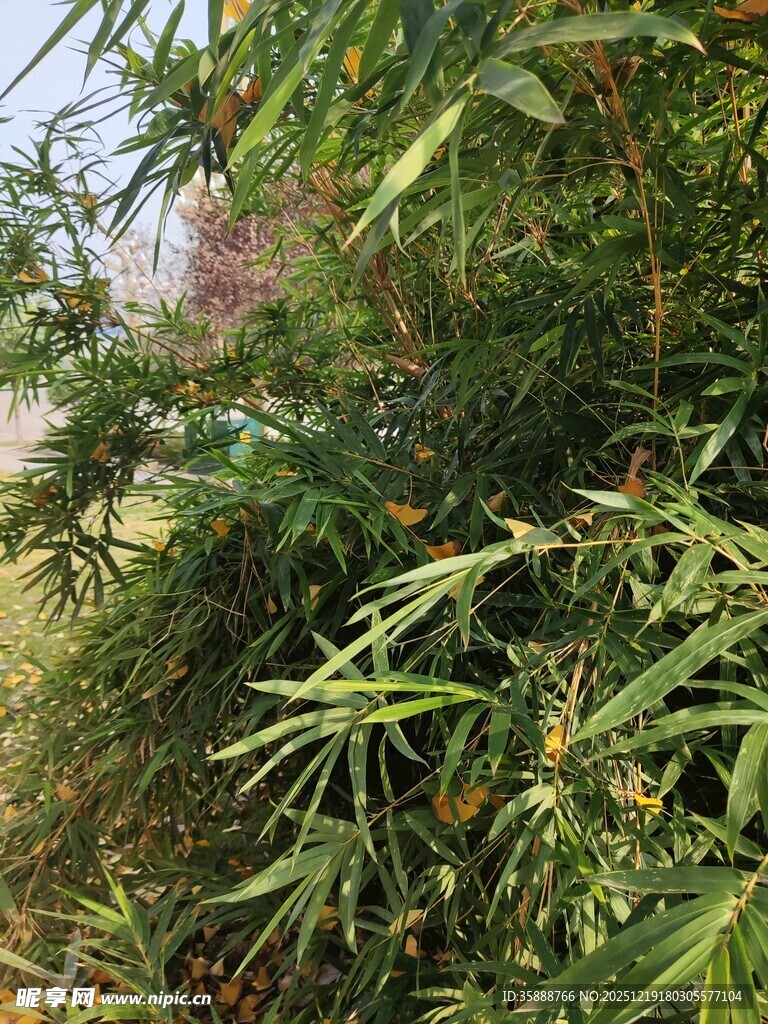 繁茂绿植展现自然生机