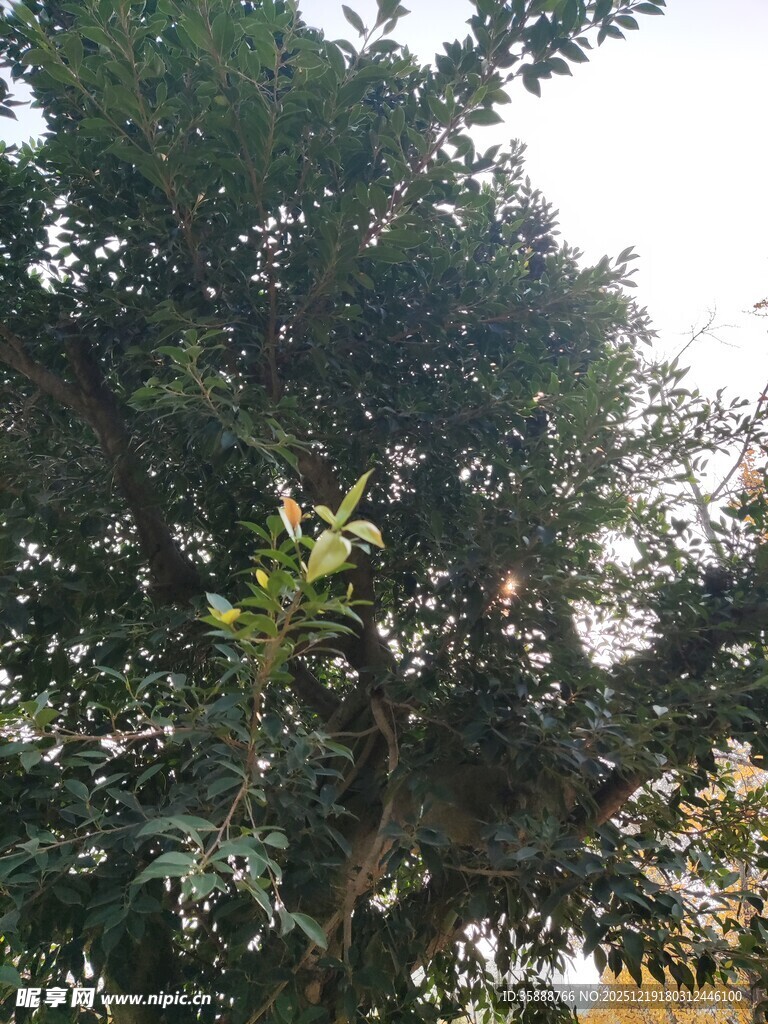 繁茂大树枝叶葱茏