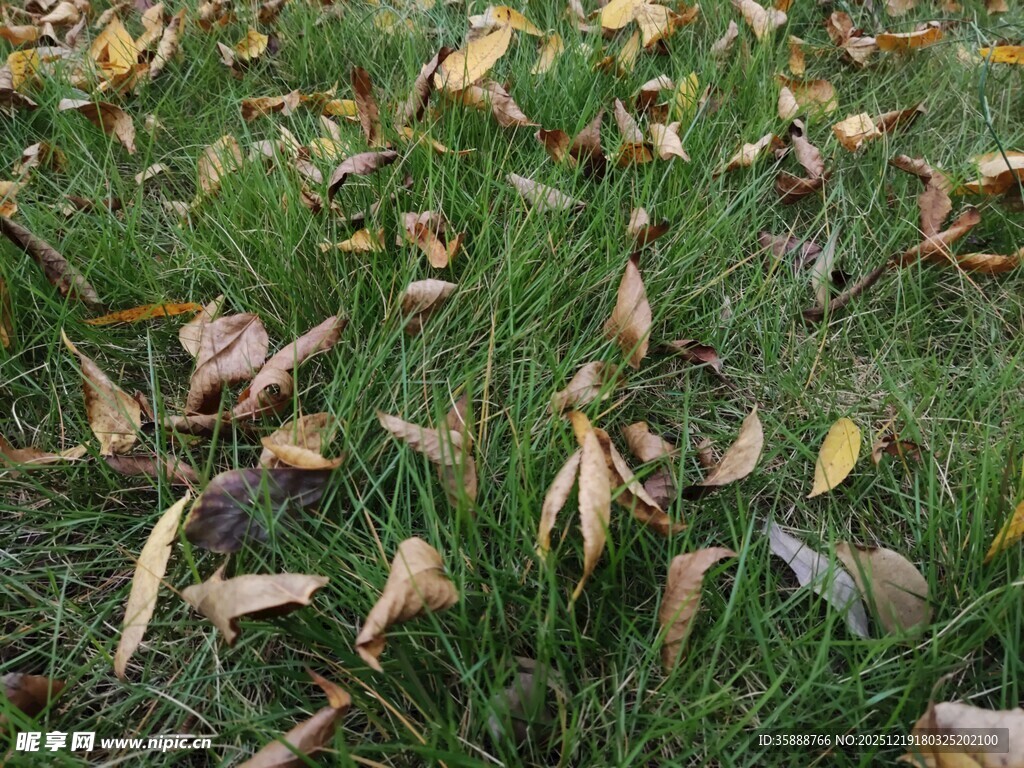 草地上的枯黄落叶