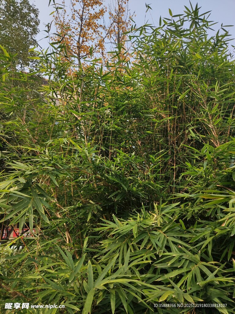 茂密绿植景观
