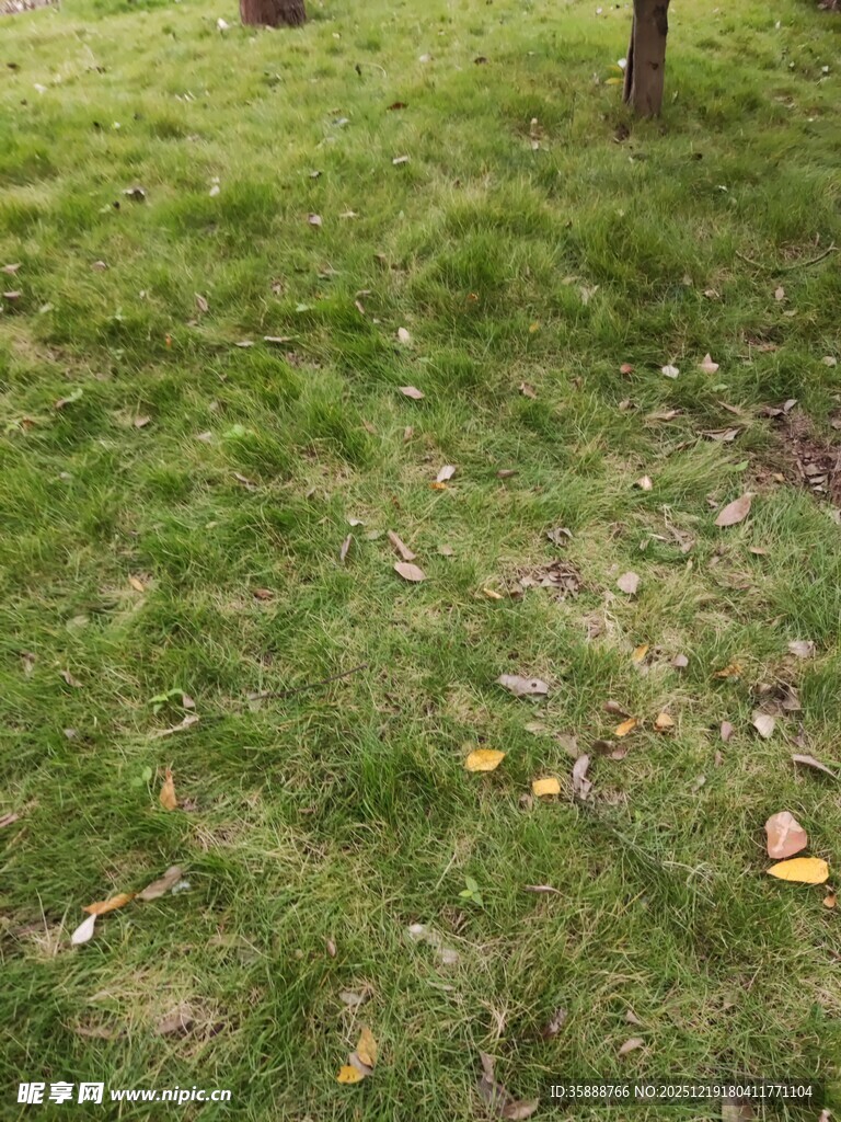翠绿草地与散落枯叶