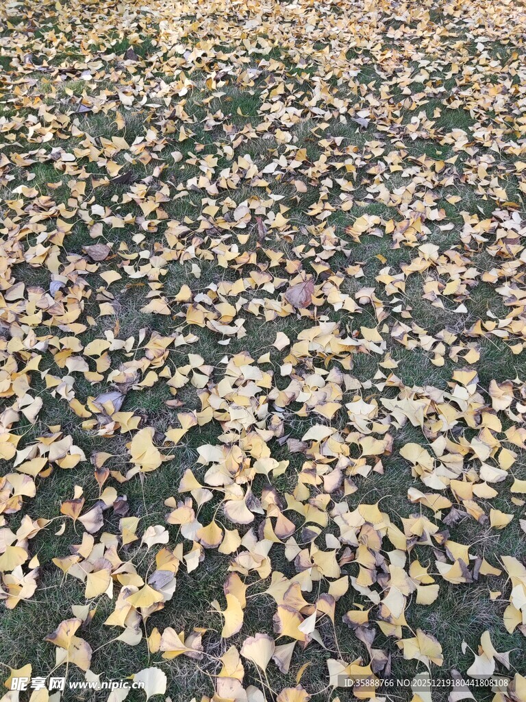 地面铺满金黄落叶