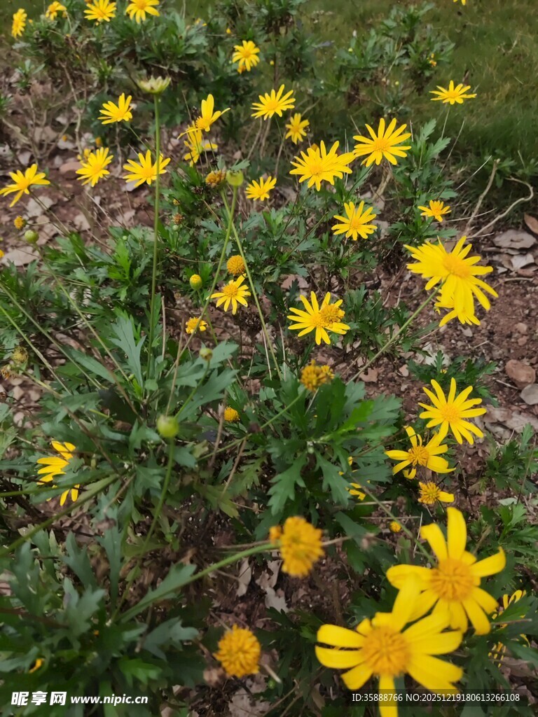 黄色小花绽放于草地