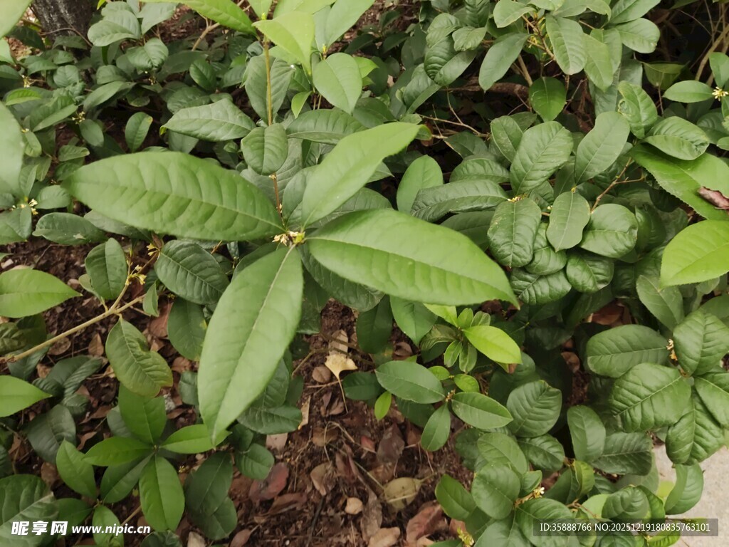 绿叶繁茂的植物景观