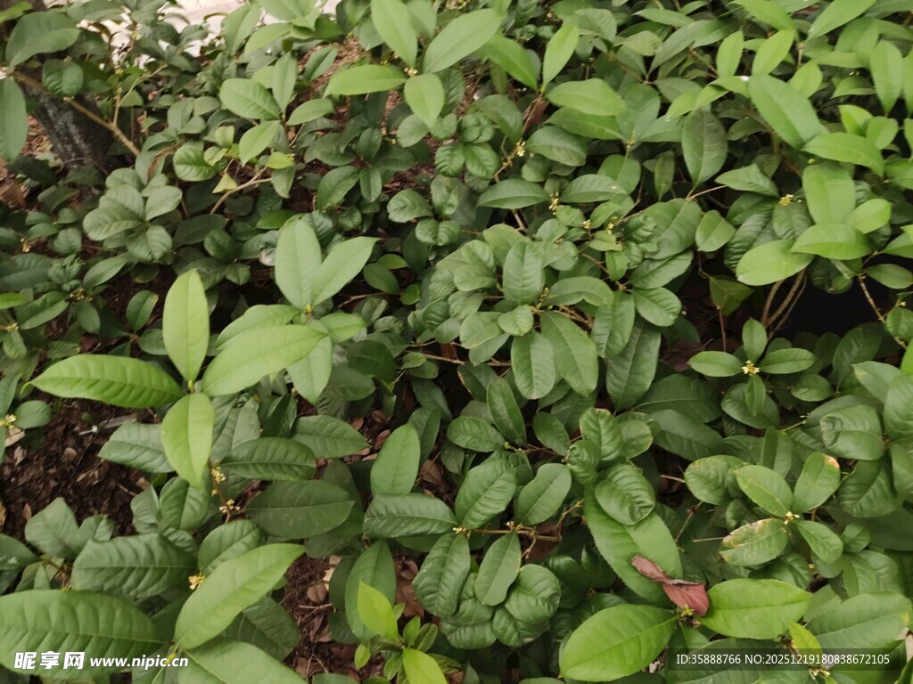 绿叶繁茂的植物景观