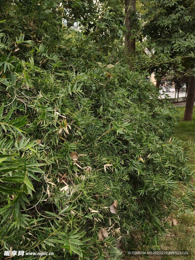 繁茂绿植中的自然景致