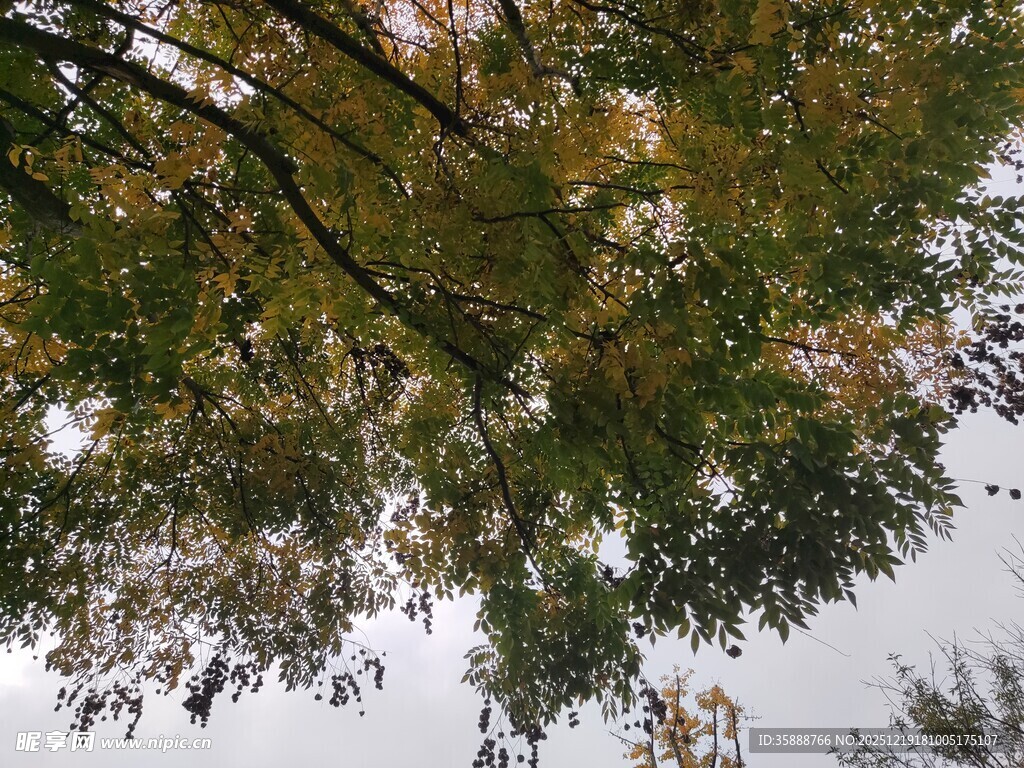 仰视秋日斑驳树叶