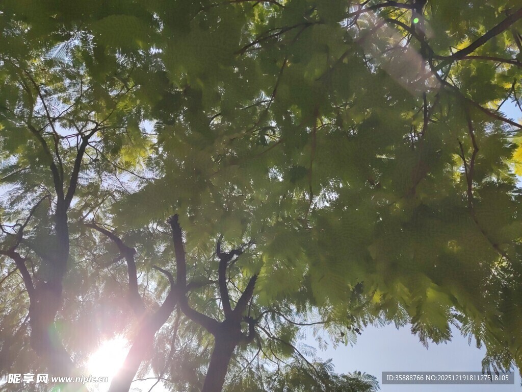 阳光透过树叶的美好瞬间