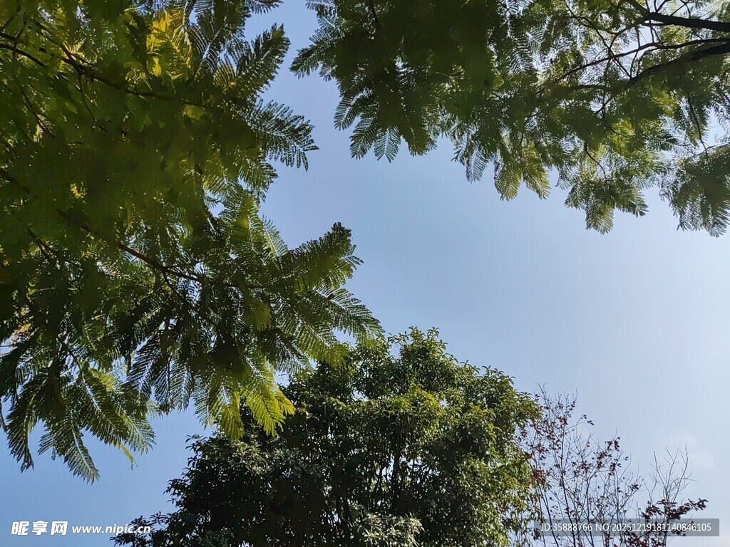 仰视绿树蓝天美景