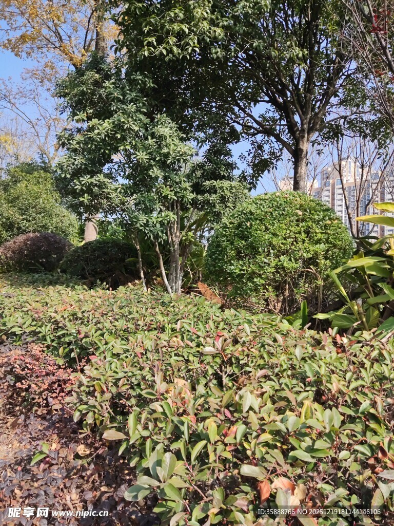 秋日园林绿植景观
