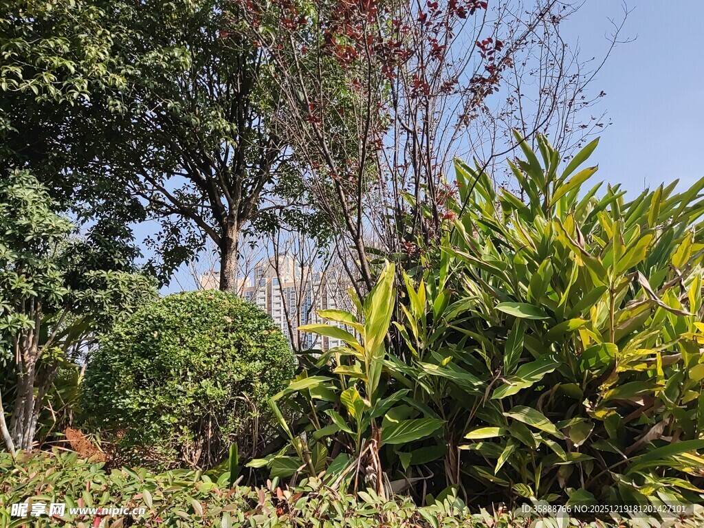 户外繁茂绿植景观
