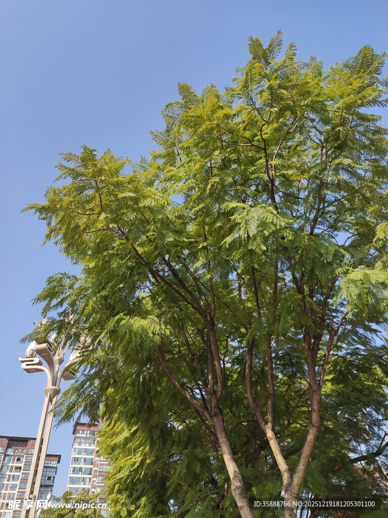 蓝天绿树城市景象