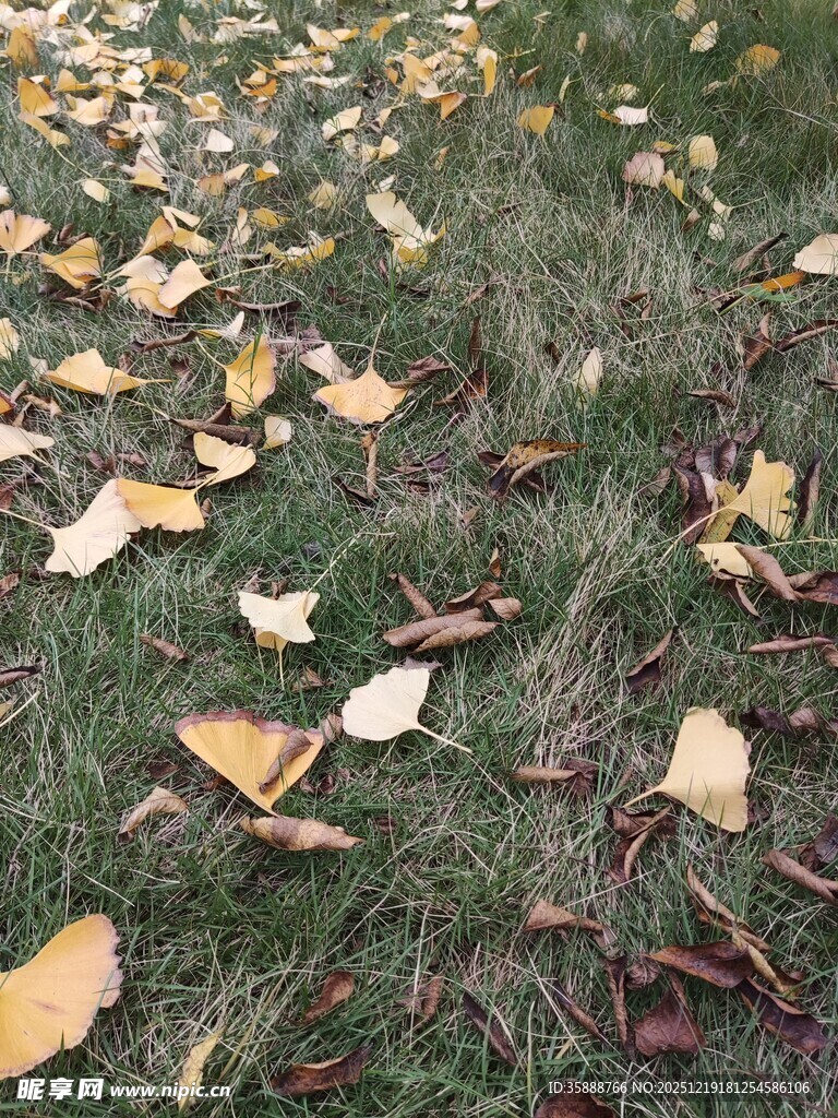 秋日草地落叶景致