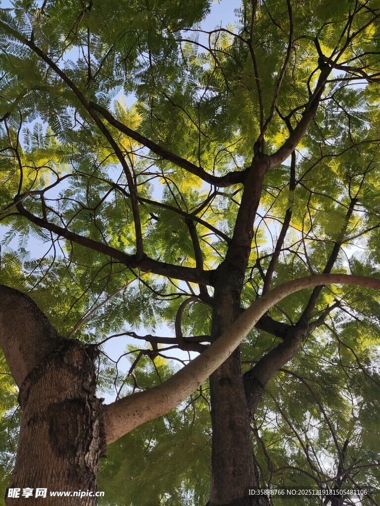 繁茂大树展现自然生机