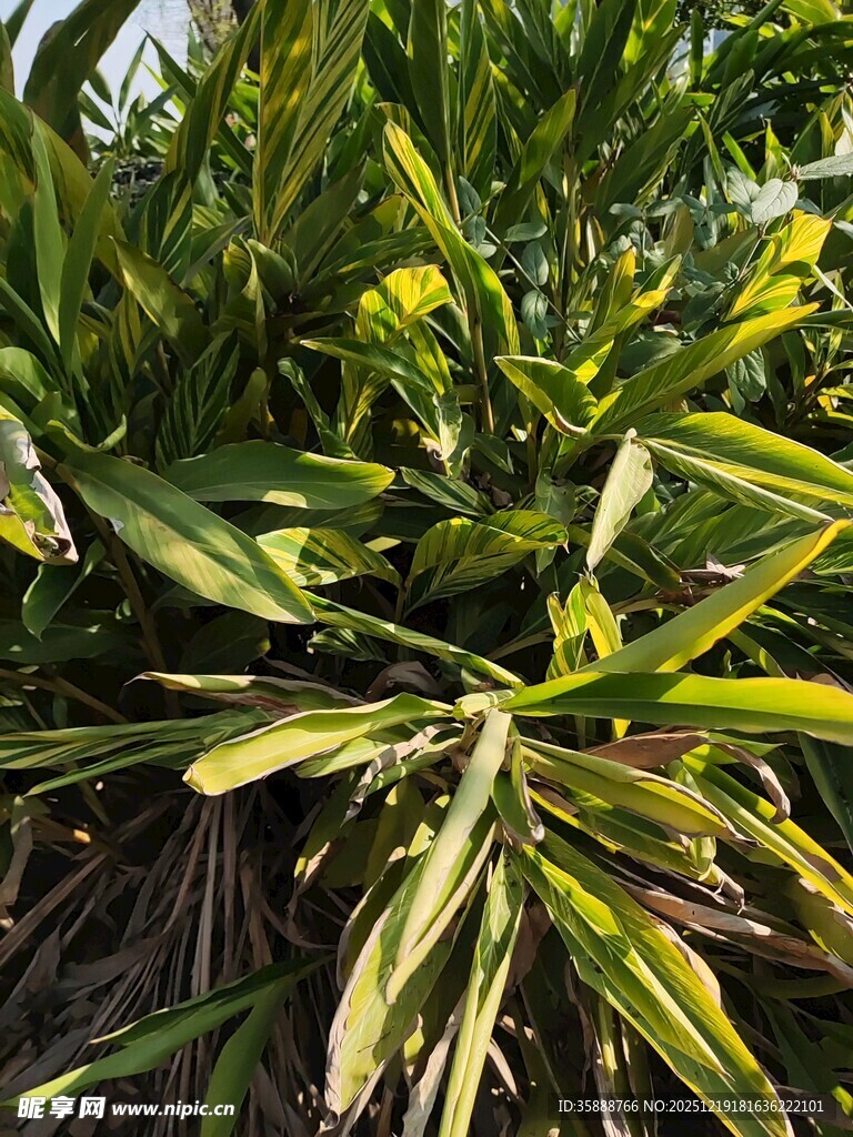 黄绿相间的斑斓绿植