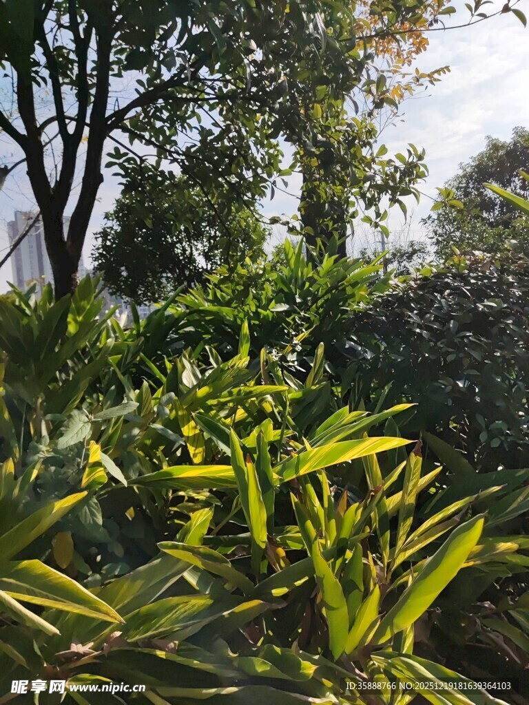 绿意盎然的户外植物景观