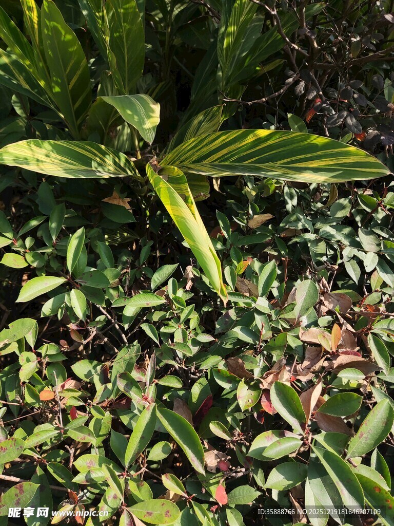 繁茂绿植景观