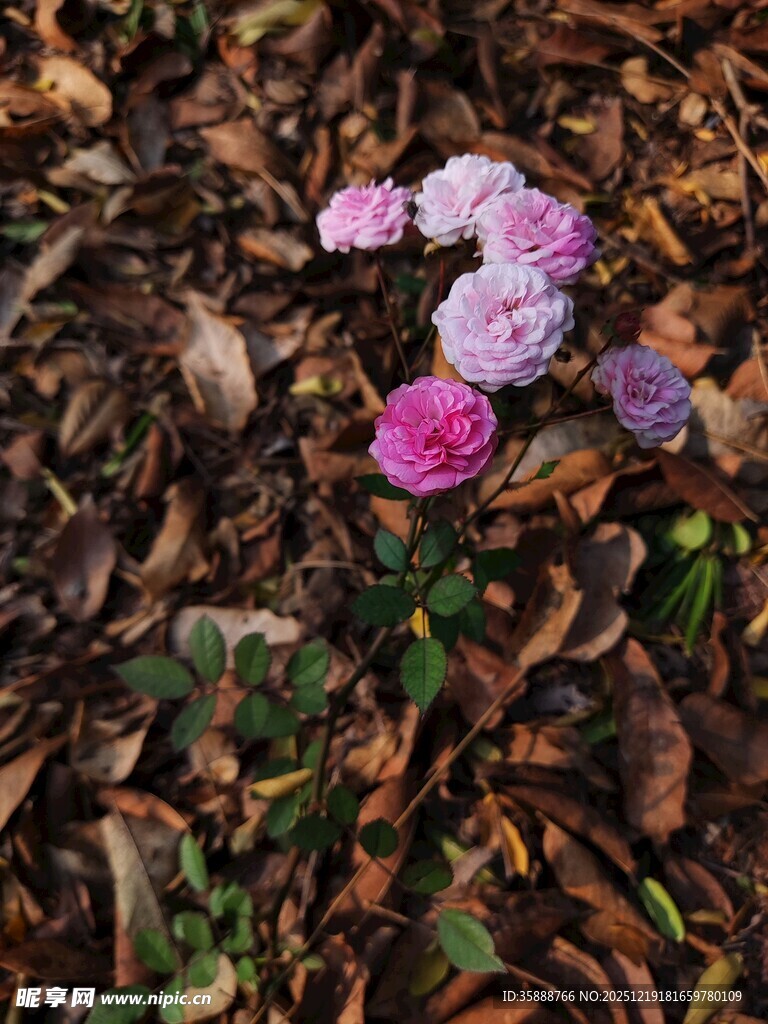 落叶中绽放的多彩小花